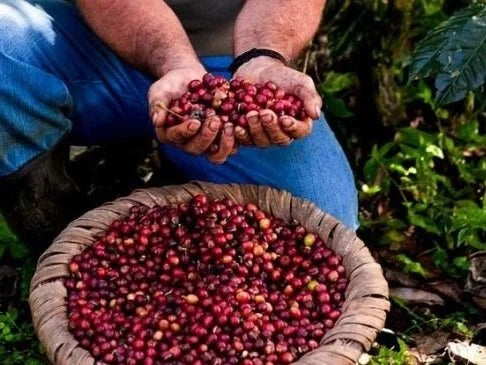 Costa Rica San Diego Tarrazú