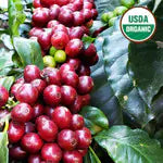 Mexico Organic Chiapas, Motozintla