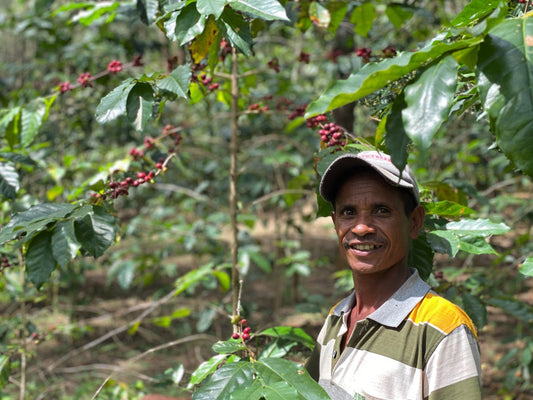 Timor Leste Farmgate Organic Ducurai Café Brisa Serena