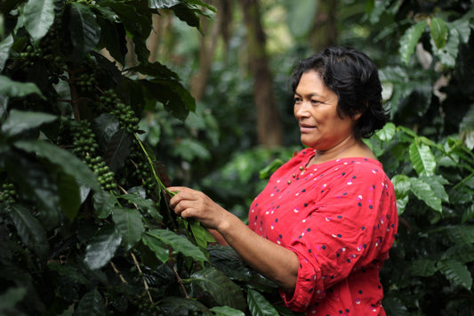 Honduras Organic Comsa Manos De Mujer